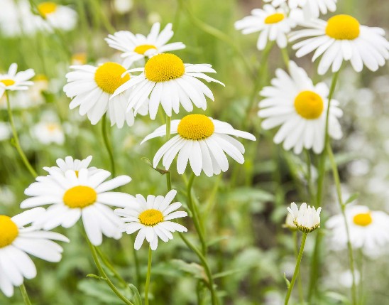 Chamomile Extract