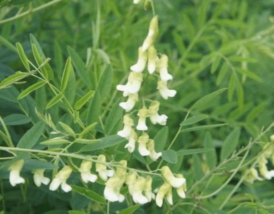 Sophora Extract