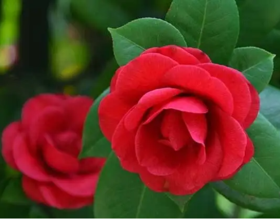 Camellia japonica Extract