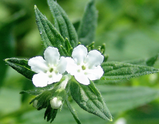 Lithospermum Extract