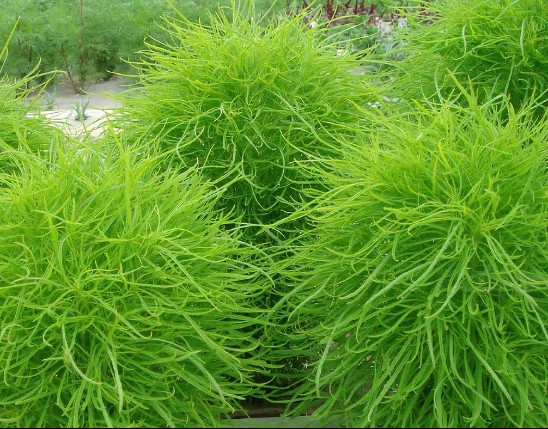Kochia scoparia Extract