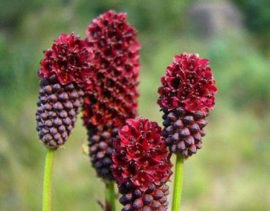 Sanguisorba Extract
