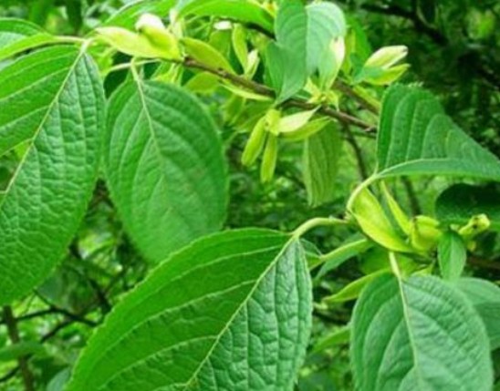 Eucommia Extract