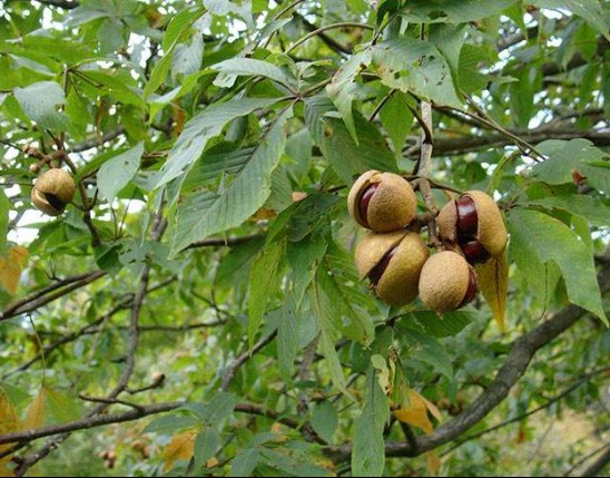 Aesculus Extract