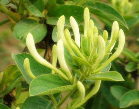 Honeysuckle Extract