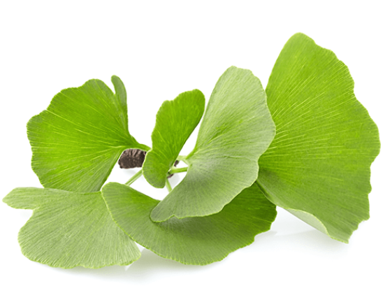 Ginkgo biloba Extract