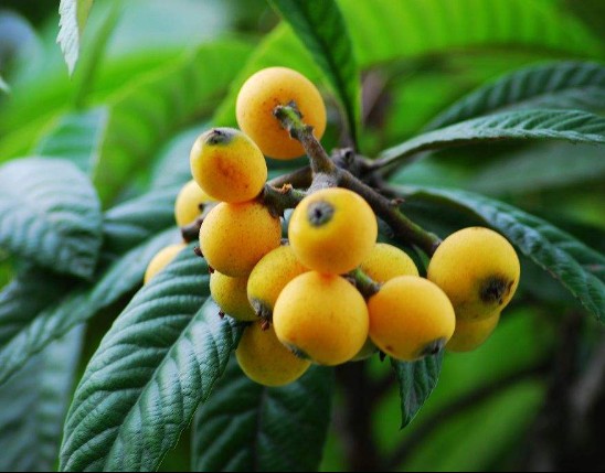 Eriobotrya Extract
