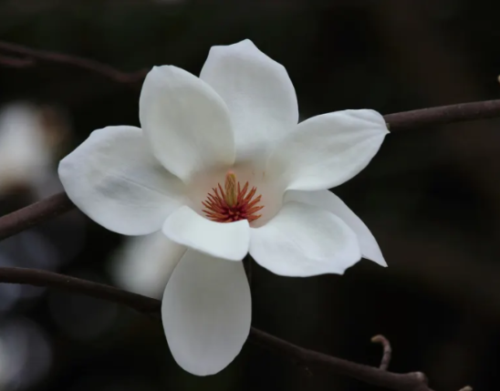 Yulania Extract