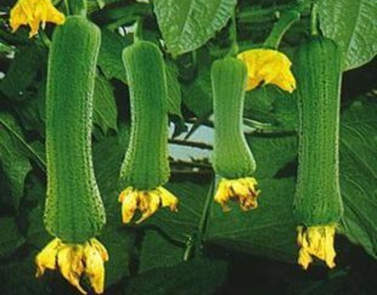 Luffa Extract