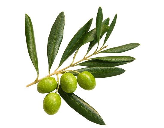 Olive Extract