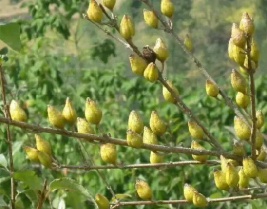St John’s Wort Extract