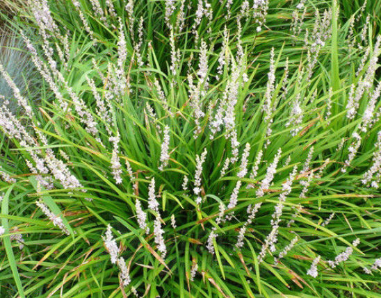 Mondo Grass Extract