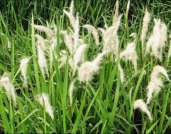 Imperata Extract