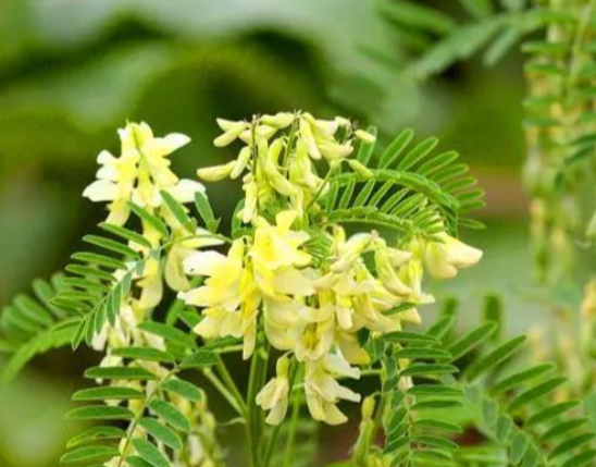 Astragalus Extract